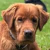 Chow-Chow-Mix FELIXin 53940 Hellenthal