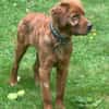 Chow-Chow-Mix FELIXin 53940 Hellenthal