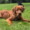Chow-Chow-Mix FELIXin 53940 Hellenthal
