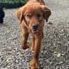 Chow-Chow-Mix FELIXin 53940 Hellenthal