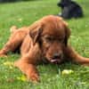 Chow-Chow-Mix FELIXin 53940 Hellenthal