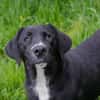 Inge  fröhliche Labrador-Mix Hündin