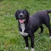 Inge  fröhliche Labrador-Mix Hündin