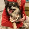 Karla - vorsichtige Hundedame wartet