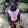 Tilli- kleiner 5 kg Turbo-Zwerg