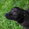 Willy - freundliche kleiner Kerl sucht..