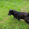 Willy - freundliche kleiner Kerl sucht..
