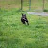 Willy - freundliche kleiner Kerl sucht..