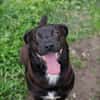 Willy - freundliche kleiner Kerl sucht..