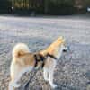 Mila sucht ein Zuhause