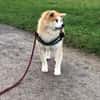 Mila sucht ein Zuhause
