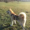 Mila sucht ein Zuhause