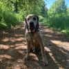 Rudi: Molosser-Mix sucht Hundeerfahrene