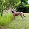Rudi: Molosser-Mix sucht Hundeerfahrene
