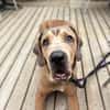 Rudi: Molosser-Mix sucht Hundeerfahrene