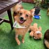 Maggy - junge Spitz-Dame mit Potenzial