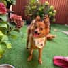 Maggy - junge Spitz-Dame mit Potenzial
