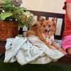 Maggy - junge Spitz-Dame mit Potenzial