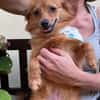 Maggy - junge Spitz-Dame mit Potenzial