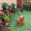 Maggy - junge Spitz-Dame mit Potenzial