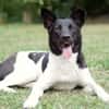 Goldige Crumble sucht Neuanfang