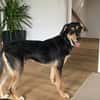 Luke sucht sein Zuhause