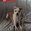 Lola - sucht ein ruhiges Plätzchen