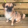 Mops-Mischling Olli