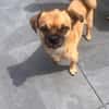 Mops-Mischling Olli