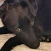 Tulipano 💙💙💙 Hundekind sucht Zuhause