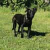 Tulipano 💙💙💙 Hundekind sucht Zuhause