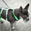 PAULA - sucht dringend HOSPIZ-PLATZ !!!
