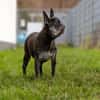 PAULA - sucht dringend HOSPIZ-PLATZ !!!