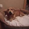 Verschmuste Lissy❤ sucht liebes Heim