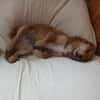 Verschmuste Lissy❤ sucht liebes Heim