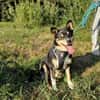 Herzensdieb Cap sucht ein Zuhause