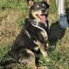 Herzensdieb Cap sucht ein Zuhause