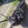 Tino, kleiner Herzensbrecher sucht Dich