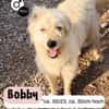 Lieber BOBBY sucht sein Körbchen
