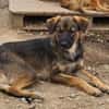 Liebenswürdiger NERO sucht Kuschelplatz
