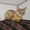 TSUKI (en cours d'adoption)