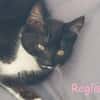 REGLISSE