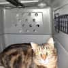 Lilo chatte adulte