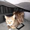 Lucy chatte adulte