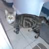 Lilo chatte adulte