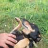 Bella2 eine treue Seele sucht Euch