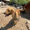 Frenki, sanfter Riese sucht Liebe