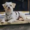 BUBIKO sucht liebes Zuhause