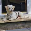 BUBIKO sucht liebes Zuhause