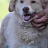Diras - kinderlieber Familienhund
